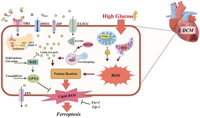 Ferroptosis in diabetic cardiomyopathy: from its mechanisms to therapeutic strategies